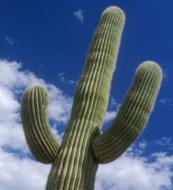 Cactus Chili