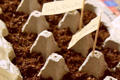 Egg Crate Seed Starters