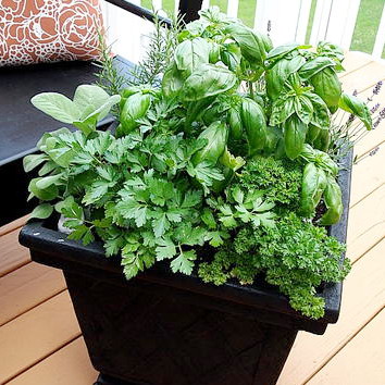 How to Plant a Container Herb Garden